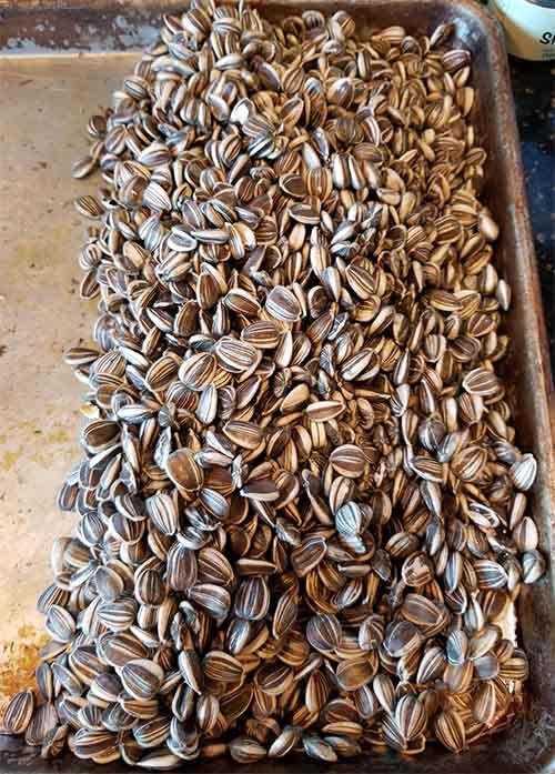Sunflower Seeds Drying.jpg