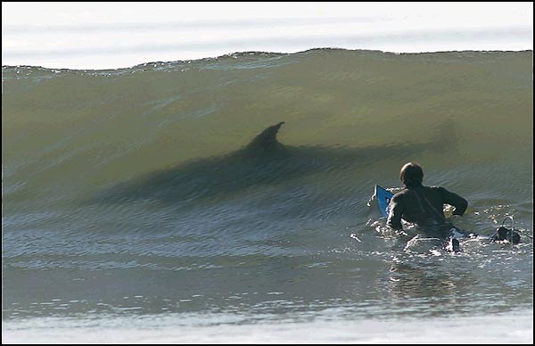 SurfingShark.jpg