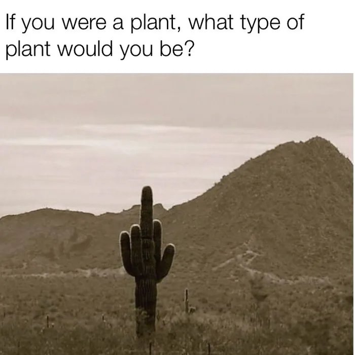 The-cactus-knows.jpg