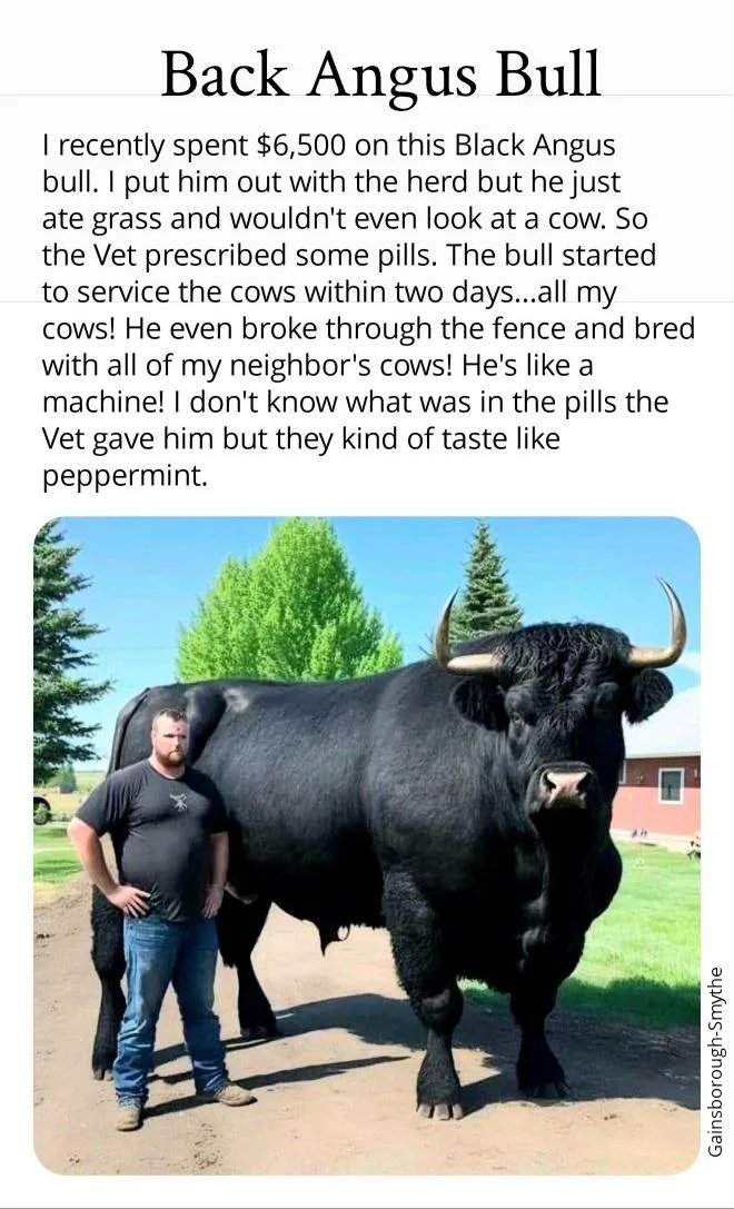 The-real-meaning-of-the-word-Bull.jpg