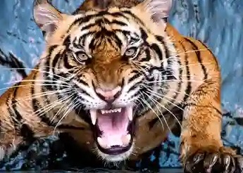 tiger-angry-shows-fangs-260nw-1665099349..jpg