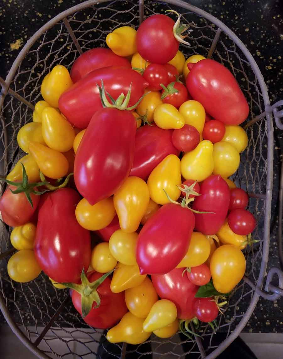 Tomato Harvest greenhouse.jpg