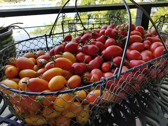 Tomatoes Garden.jpg