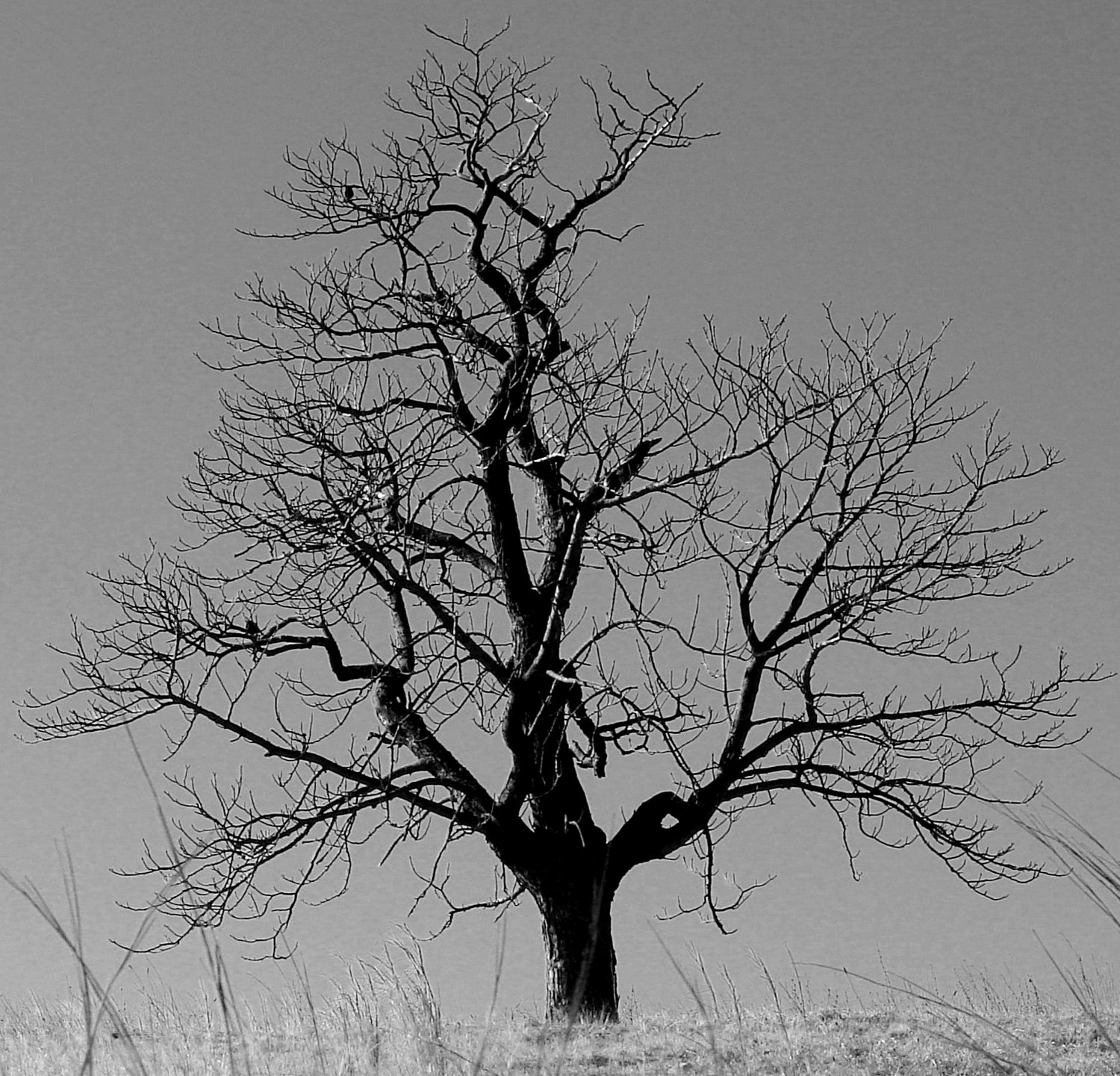 trail tree 4x4.jpg