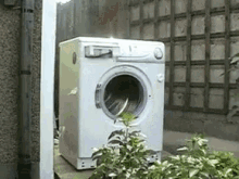 turtle-washing-machine.gif
