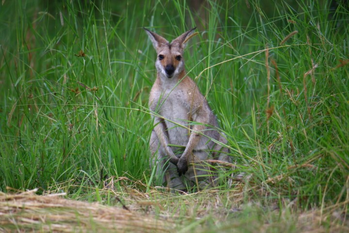 wallaby02 - Copy.jpeg