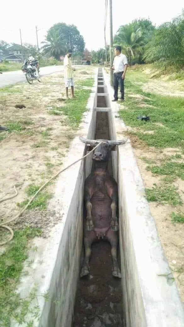 Water-Buffalo-stuck-in-a-drainage-line.jpg