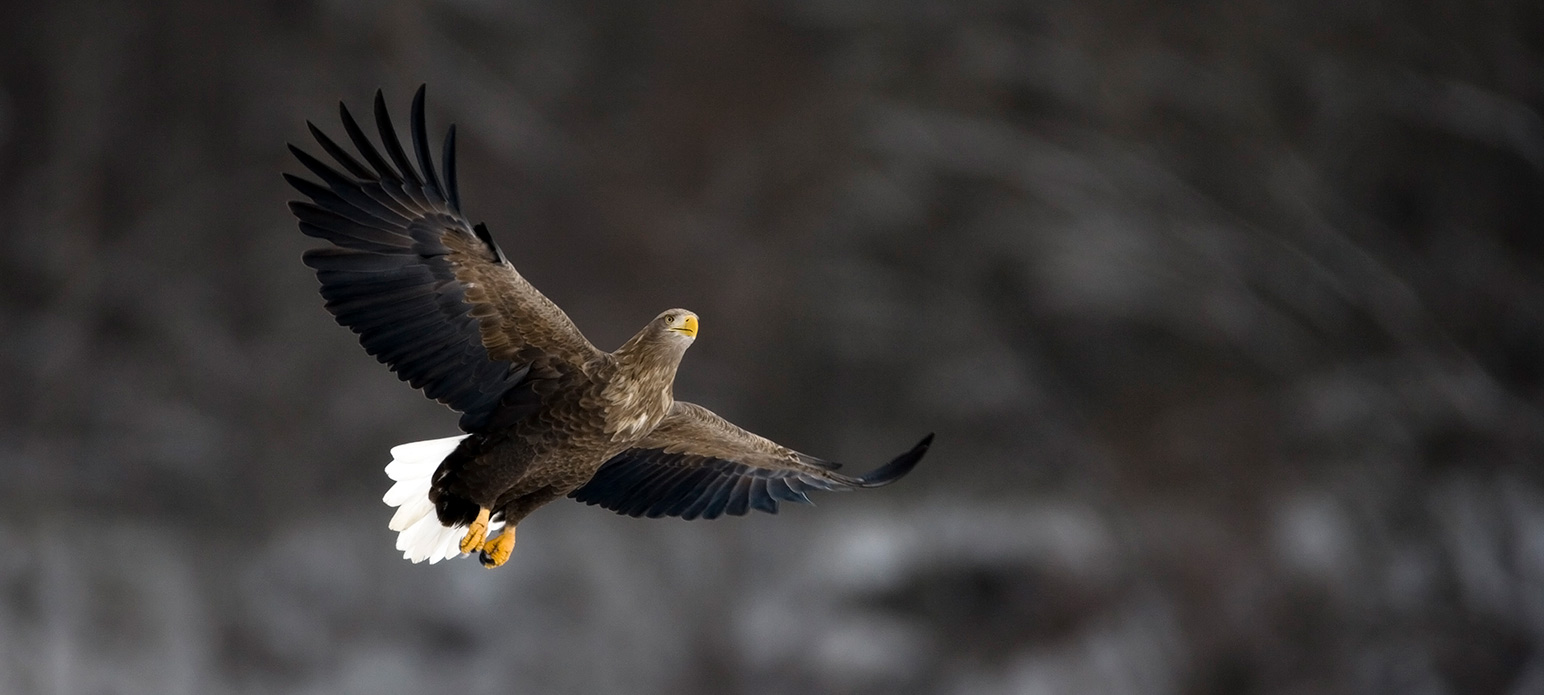 White-tailed Eagle Kushiro VG5T7972.jpg