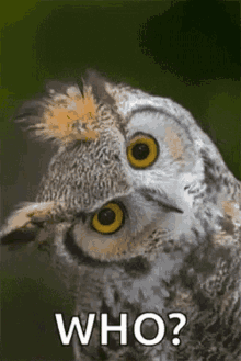 who-owl.gif