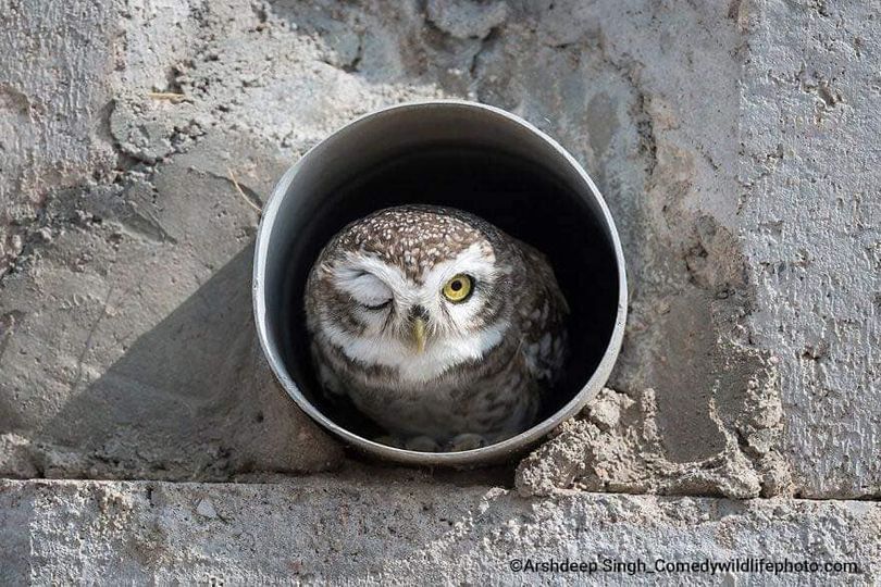 Wink owl.jpg