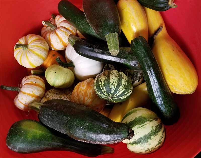 Winter squash.jpg